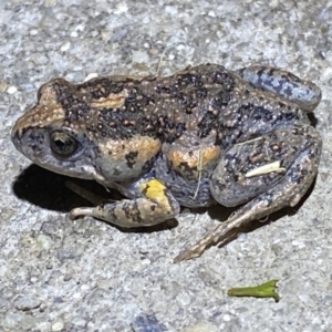 Uperoleia laevigata at Jerrabomberra, NSW - 15 Jan 2022 09:01 PM