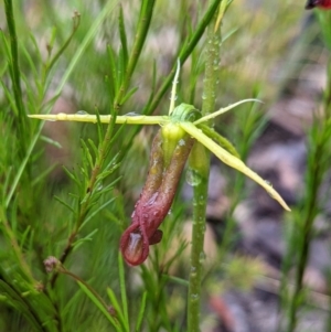 Cryptostylis subulata at Blackheath, NSW - 11 Jan 2022