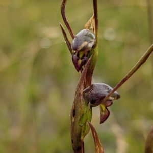 Orthoceras strictum at Blackheath, NSW - suppressed