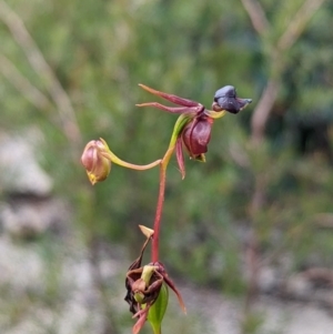 Caleana major at Bell, NSW - suppressed