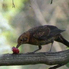 Turdus merula (Eurasian Blackbird) at Jerrabomberra, NSW - 15 Jan 2022 by SteveBorkowskis