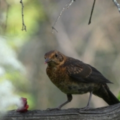 Turdus merula at Jerrabomberra, NSW - 15 Jan 2022 07:01 PM