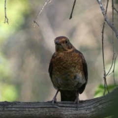 Turdus merula at Jerrabomberra, NSW - 15 Jan 2022 07:01 PM