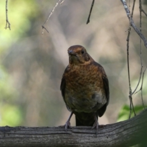 Turdus merula at Jerrabomberra, NSW - 15 Jan 2022