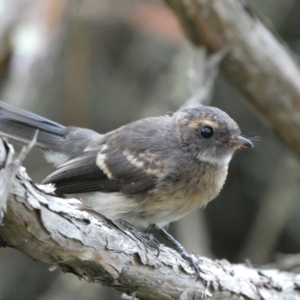 Rhipidura albiscapa at Jerrabomberra, NSW - 15 Jan 2022