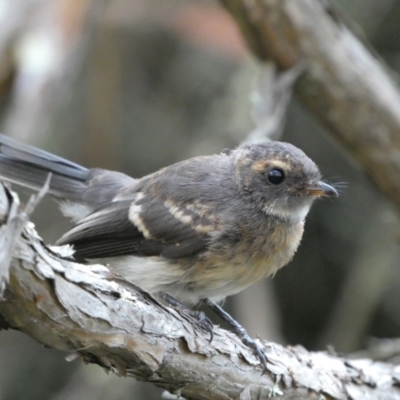 Rhipidura albiscapa (Grey Fantail) at Jerrabomberra, NSW - 15 Jan 2022 by SteveBorkowskis