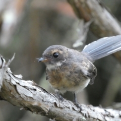 Rhipidura albiscapa at Jerrabomberra, NSW - 15 Jan 2022