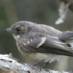 Rhipidura albiscapa at Jerrabomberra, NSW - 15 Jan 2022