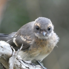 Rhipidura albiscapa at Jerrabomberra, NSW - 15 Jan 2022