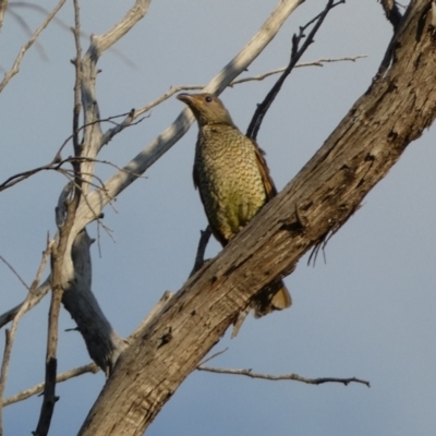 Ptilonorhynchus violaceus (Satin Bowerbird) at Jerrabomberra, NSW - 15 Jan 2022 by SteveBorkowskis