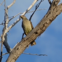 Ptilonorhynchus violaceus at Jerrabomberra, NSW - 15 Jan 2022