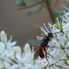 Ichneumon promissorius (Banded caterpillar parasite wasp) at Googong, NSW - 15 Jan 2022 by SteveBorkowskis