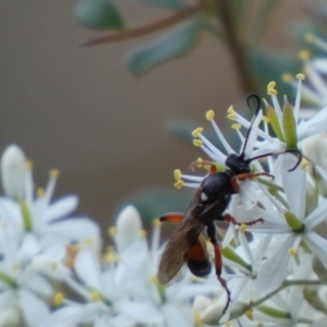 Ichneumon promissorius at Googong, NSW - 15 Jan 2022