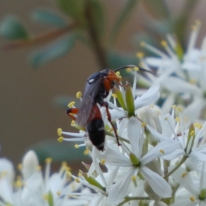 Ichneumon promissorius at Googong, NSW - 15 Jan 2022