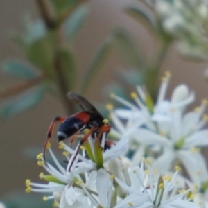 Ichneumon promissorius at Googong, NSW - 15 Jan 2022