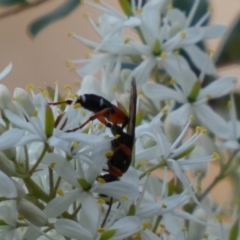 Ichneumon promissorius at Googong, NSW - 15 Jan 2022