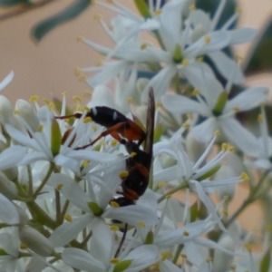 Ichneumon promissorius at Googong, NSW - 15 Jan 2022