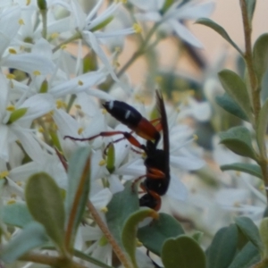 Ichneumon promissorius at Googong, NSW - 15 Jan 2022