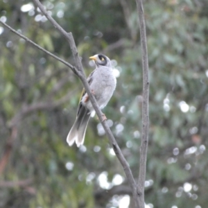 Manorina melanocephala at Googong, NSW - 15 Jan 2022