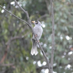 Manorina melanocephala at Googong, NSW - 15 Jan 2022