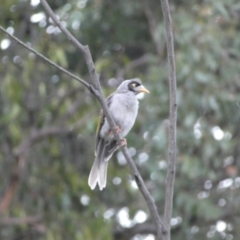 Manorina melanocephala at Googong, NSW - 15 Jan 2022