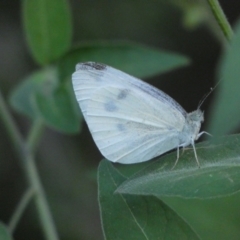 Pieris rapae (Cabbage White) at Jerrabomberra, NSW - 15 Jan 2022 by SteveBorkowskis