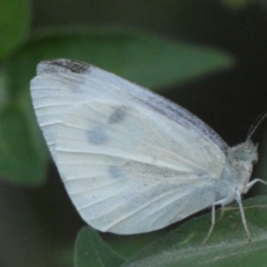 Pieris rapae at Jerrabomberra, NSW - 15 Jan 2022