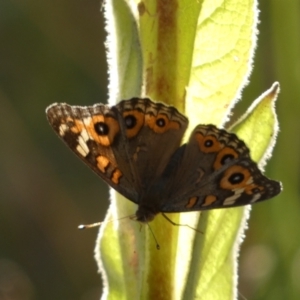 Junonia villida at Jerrabomberra, NSW - 15 Jan 2022