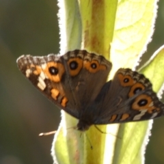 Junonia villida at Jerrabomberra, NSW - 15 Jan 2022 07:09 PM