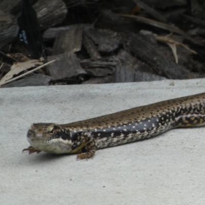 Eulamprus heatwolei (Yellow-bellied Water Skink) at Malua Bay, NSW - 11 Jan 2022 by Steve_Bok