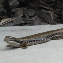 Eulamprus heatwolei at Malua Bay, NSW - 11 Jan 2022