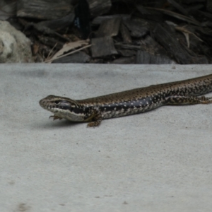 Eulamprus heatwolei at Malua Bay, NSW - 11 Jan 2022 11:39 AM