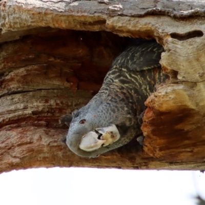 Callocephalon fimbriatum (Gang-gang Cockatoo) at Hughes, ACT - 16 Jan 2022 by LisaH