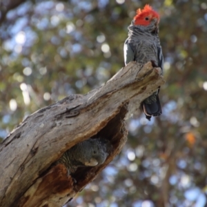 Callocephalon fimbriatum at Hughes, ACT - 16 Jan 2022