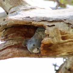 Callocephalon fimbriatum at Hughes, ACT - 16 Jan 2022