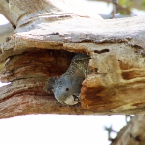 Callocephalon fimbriatum at Hughes, ACT - suppressed