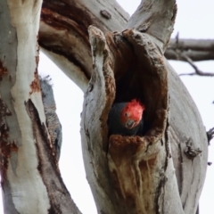 Callocephalon fimbriatum at Hughes, ACT - 16 Jan 2022