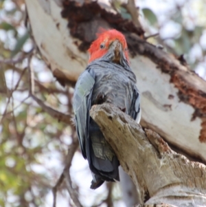 Callocephalon fimbriatum at Hughes, ACT - suppressed