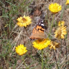 Vanessa kershawi (Australian Painted Lady) at Cook, ACT - 9 Jan 2022 by drakes