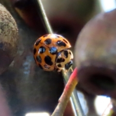 Harmonia conformis (Common Spotted Ladybird) at Stranger Pond - 15 Jan 2022 by RodDeb