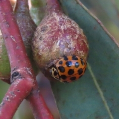 Harmonia conformis at Bonython, ACT - 15 Jan 2022