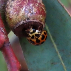 Harmonia conformis at Bonython, ACT - 15 Jan 2022