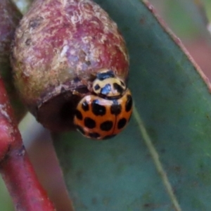 Harmonia conformis at Bonython, ACT - 15 Jan 2022