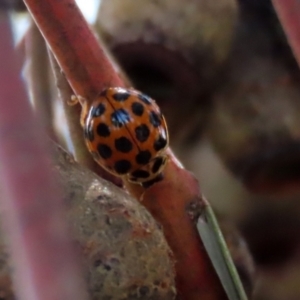 Harmonia conformis at Bonython, ACT - 15 Jan 2022