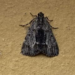 Spectrotrota fimbrialis (A Pyralid moth) at Jerrabomberra, NSW - 15 Jan 2022 by Steve_Bok