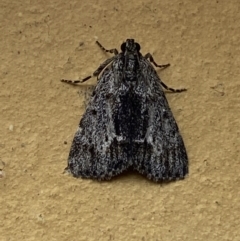 Spectrotrota fimbrialis (A Pyralid moth) at Jerrabomberra, NSW - 16 Jan 2022 by SteveBorkowskis