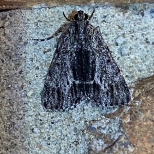 Spectrotrota fimbrialis at Jerrabomberra, NSW - suppressed