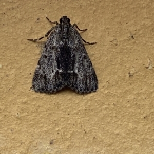 Spectrotrota fimbrialis at Jerrabomberra, NSW - suppressed