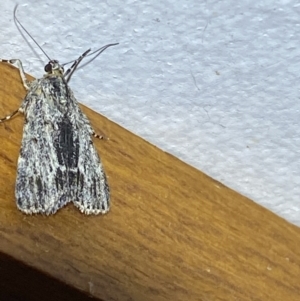 Spectrotrota fimbrialis at Jerrabomberra, NSW - suppressed