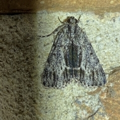 Spectrotrota fimbrialis at Jerrabomberra, NSW - suppressed